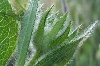 /album/nahlikova-senica-3-miesto-/detail-ii-jpg/